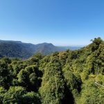 Views of Dorrigo National Park