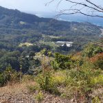 Views on walk to Korora lookout