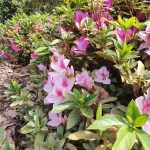 Photo of the flora