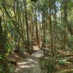 Wonga walk circuit