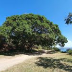 Walking track to Alma Doepel Reserve