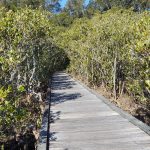 Boardwalk near the creek