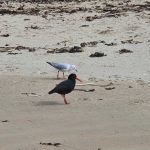 Birds on the beach