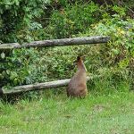 Kangaroo near walking path to Park Beach