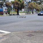Ducks crossing the road; cars gave way