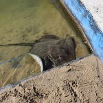 Friendly stingray in resort pool